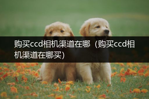 购买ccd相机渠道在哪（购买ccd相机渠道在哪买）